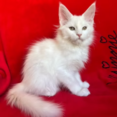 Bianca Maine Coon female - Image 3