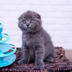 Jasper Scottish Fold male - Image 2