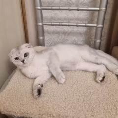 Felix Scottish Fold male - Image 2