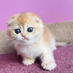 scottish fold black gold kitten for adoption male