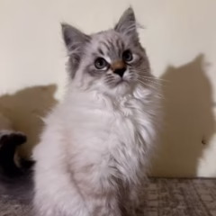 siberian kitten for adoption blue lynx point with white male