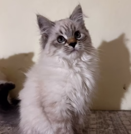 siberian kitten for adoption blue lynx point with white male