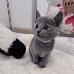 Anastasia Russian Blue female - Image 2