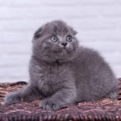 scottish fold blue kitten for adoption male