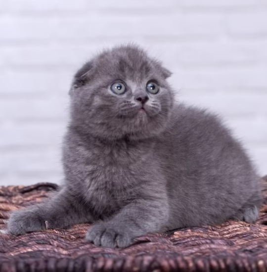 scottish fold blue kitten for adoption male