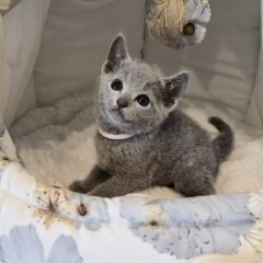 Viktor Russian Blue male - Image 3