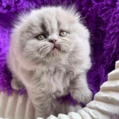Oliver Scottish Fold Longhair male - Image 3