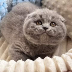 scottish fold blue kitten for adoption male