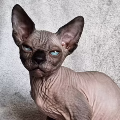 Onyx Sphynx male - Image 2