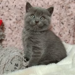 Scottish Straight kitten for adoption blue male