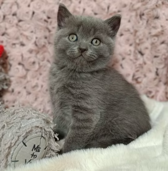 Scottish Straight kitten for adoption blue male