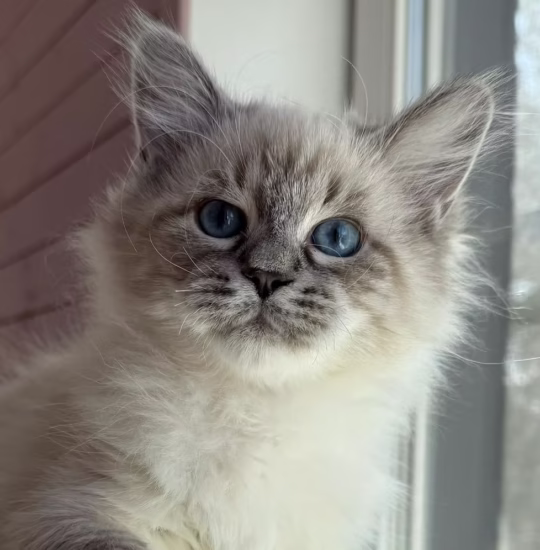 siberian kitten for adoption seal tabby point male