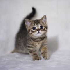 scottish straight chocolate tabby kitten for adoption male