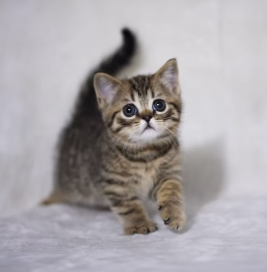 scottish straight chocolate tabby kitten for adoption male