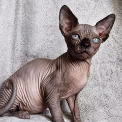 Onyx Sphynx male - Image 4