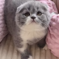 Bella Scottish Fold female - Image 3