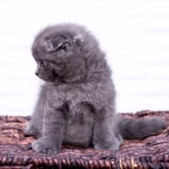 Jasper Scottish Fold male - Image 3