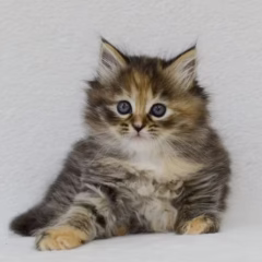 Katya Siberian female - Image 6