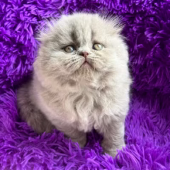 Oliver Scottish Fold Longhair male - Image 2