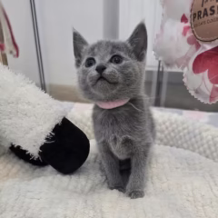 russian blue kitten for adoption anastasia female