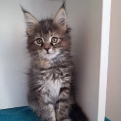 Nyla Maine Coon female - Image 5