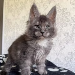 Atlas Maine Coon male - Image 4
