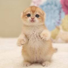 Hugo Scottish Fold male - Image 4
