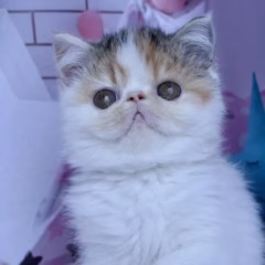 Bella Exotic Shorthair Female - Image 2