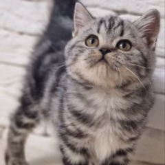 Scottish Straight kitten for adoption black silver marble female