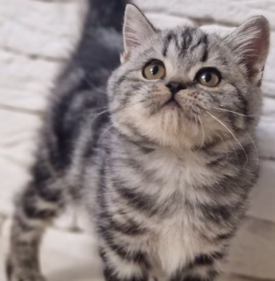 Scottish Straight kitten for adoption black silver marble female