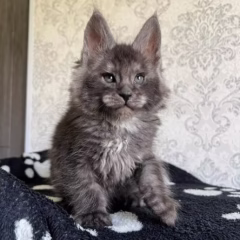 Atlas Maine Coon male - Image 5