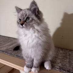 Misha Siberian male - Image 3