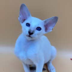Orion Siamese male - Image 4