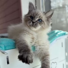 Nikolai Siberian male - Image 3