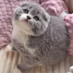 Bella Scottish Fold female - Image 2