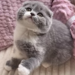 Bella Scottish Fold female - Image 4