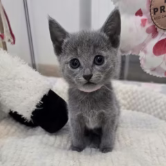 Anastasia Russian Blue female - Image 4