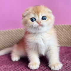 Max Scottish Fold male - Image 5