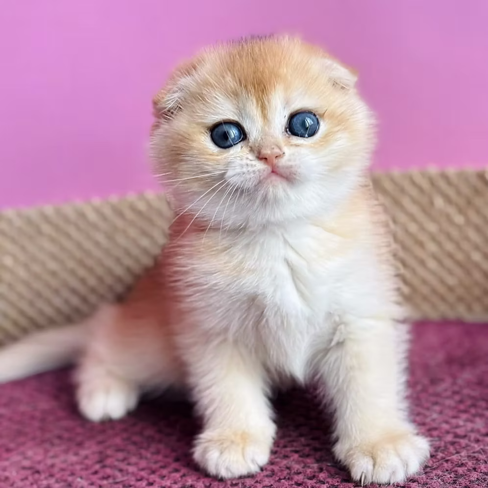 kittens care guide