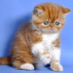 Ruby Exotic Shorthair Female - Image 2