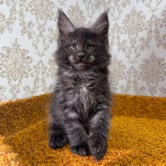 Ragnar Maine Coon male - Image 4