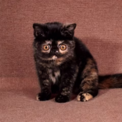 Scarlett Exotic Shorthair female - Image 4