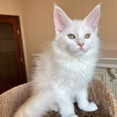 Bianca Maine Coon female - Image 2