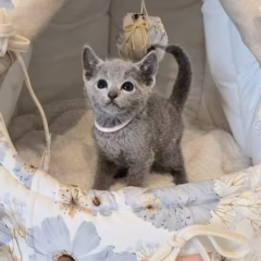 Viktor Russian Blue male - Image 6