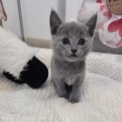 Anastasia Russian Blue female - Image 3