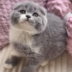 scottish fold blue bicolor kitten for adoption female