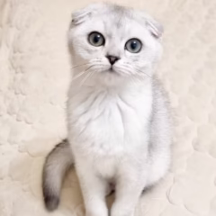 Felix Scottish Fold male - Image 3