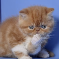 Exotic Shorthair female for sale – Ruby, 16 weeks old, red tabby and white, gentle and affectionate