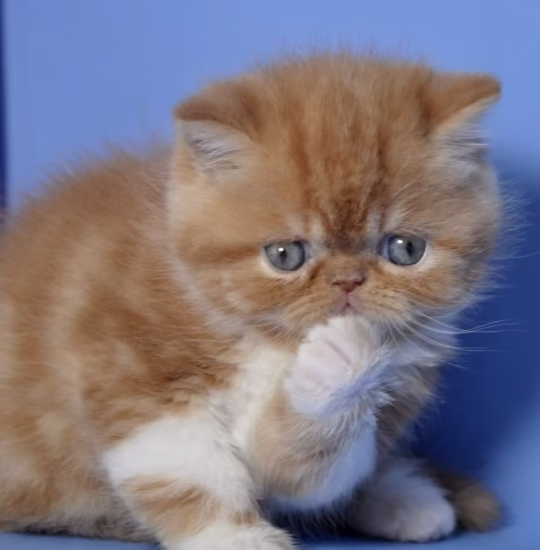 Exotic Shorthair female for sale – Ruby, 16 weeks old, red tabby and white, gentle and affectionate