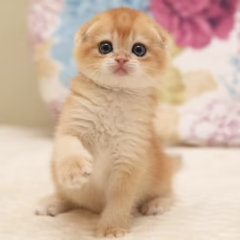 Hugo Scottish Fold male - Image 2